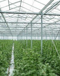 Greenhouse Cultivation